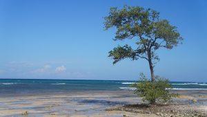 Jamaica Awaits: Your Essential Travel Guide to Beaches, Culture, and Adventures in the Caribbean